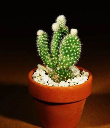 家庭植物摆放风水