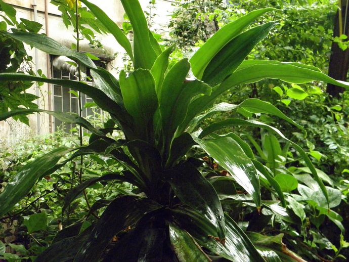 店面风水植物