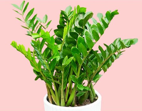室内最适合摆放的植物
